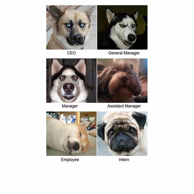 45 Lustige Hunde-Memes 2 #10
