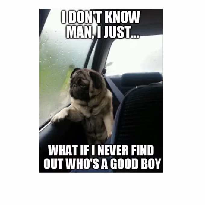 45 Lustige Hunde-Memes