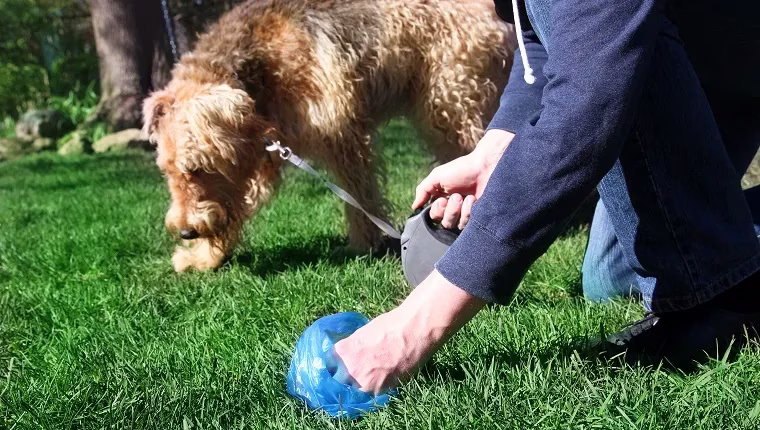 Zieht Hundekot Ratten, Mäuse und andere Nagetiere an?