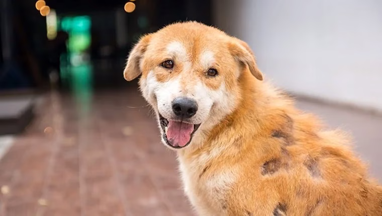 Alopezie (Haarausfall) bei Hunden: Symptome, Ursachen und Behandlungen