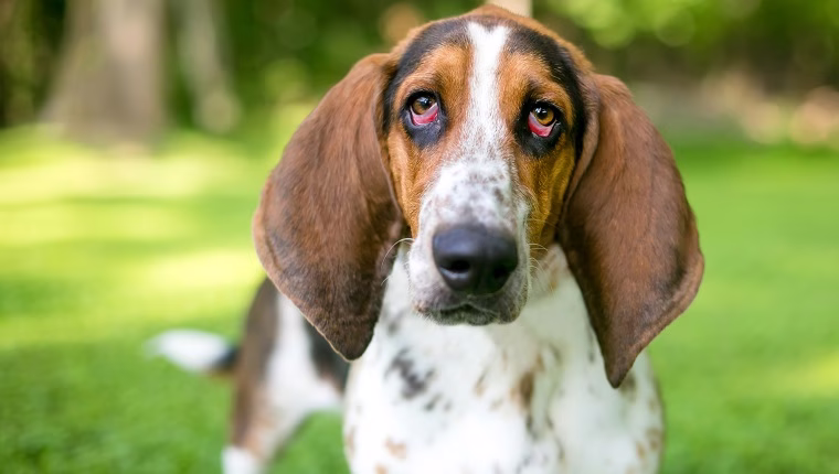 Ektropium (hängendes Auge) bei Hunden: Symptome, Ursachen und Behandlungen