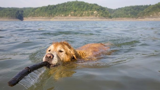 Nein, nicht alle Hunde werden mit dem Wissen geboren, schwimmen zu können!