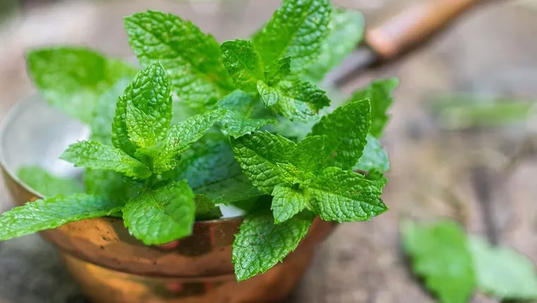 Ehetnek a kutyák mentát? Biztonságos a menta a kutyák számára?