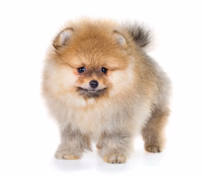Pomeranian Welpe isoliert auf weißem Hintergrund