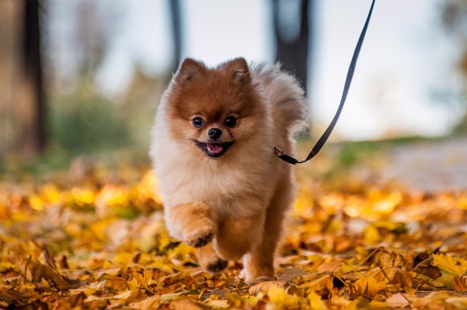 Pomeranian Welpe läuft im Laub