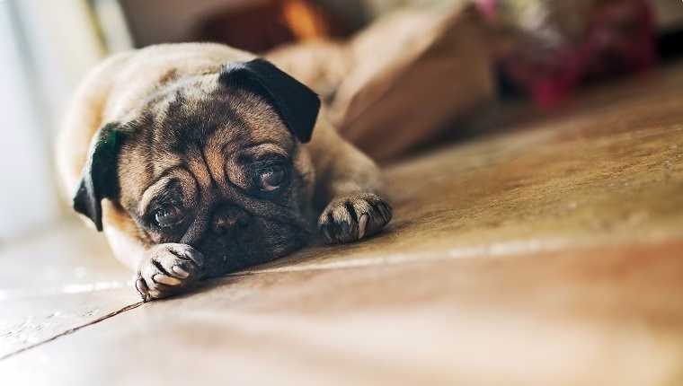 E. Coli-Infektion bei Hunden: Symptome, Ursachen und Behandlungen
