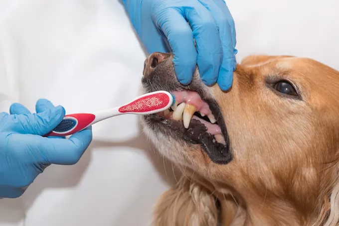 Epulis bei Hunden: Symptome, Ursachen & Behandlungen