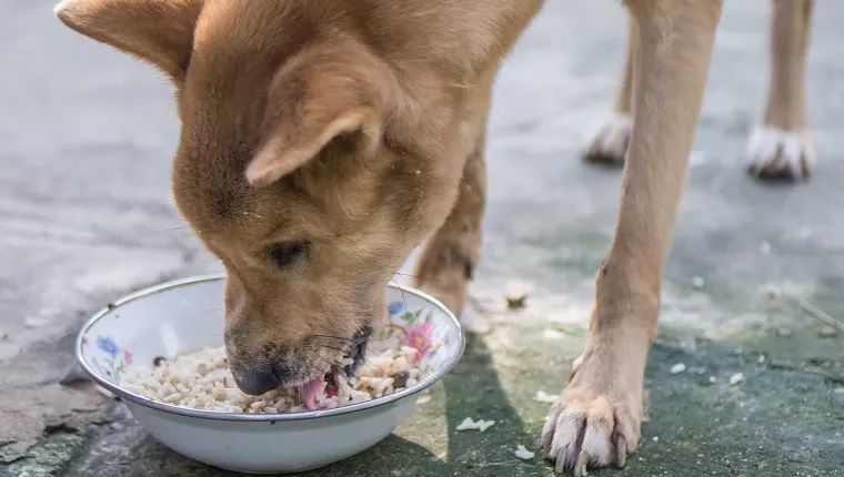 Können Hunde Reis fressen? Ist Reis sicher für Hunde?