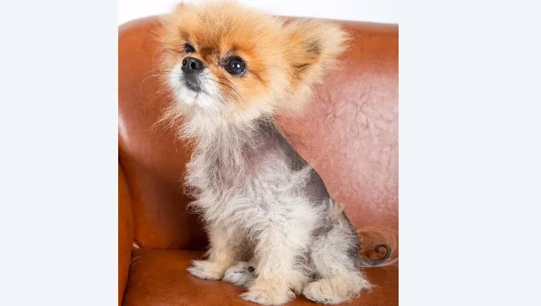 Alopezie X bei Hunden: Symptome, Ursachen und Behandlungen