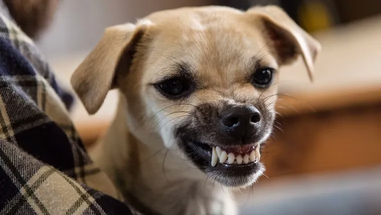 Ist der Chupacabra nur ein Hund?