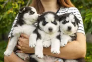jó kutya tenyésztő ölelgető husky kölyökkutyák