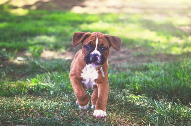 Boxer kiskutya fut