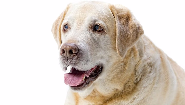 Rimadyl für Hunde: Anwendungsgebiete, Dosierung und Nebenwirkungen