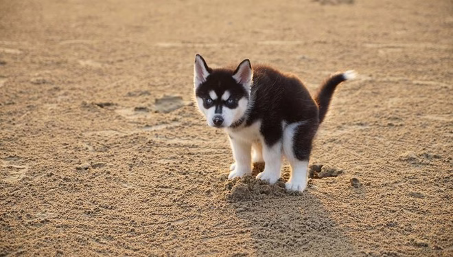 Husky-Welpe beim Kotabsatz