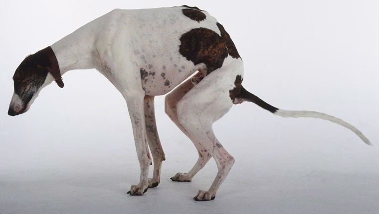 Rektumprolaps bei Hunden: Symptome, Ursachen und Behandlungen