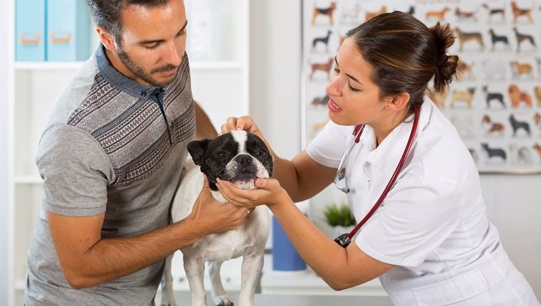 Phenobarbital kutyáknak: Felhasználás, adagolás és mellékhatások