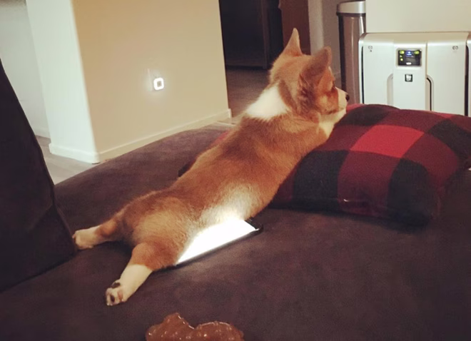 Sok Corgi!