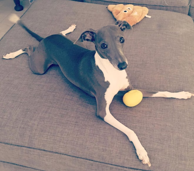 Greyhound Sploot