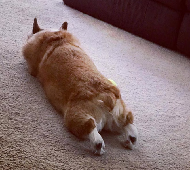 Aranyos Sploot