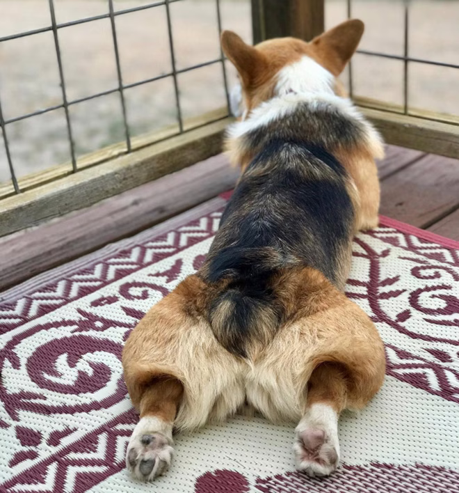 Splooting hátulról