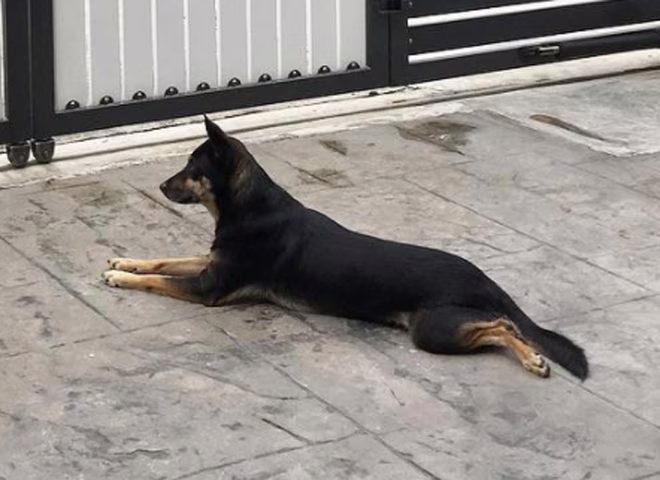Splooting kint