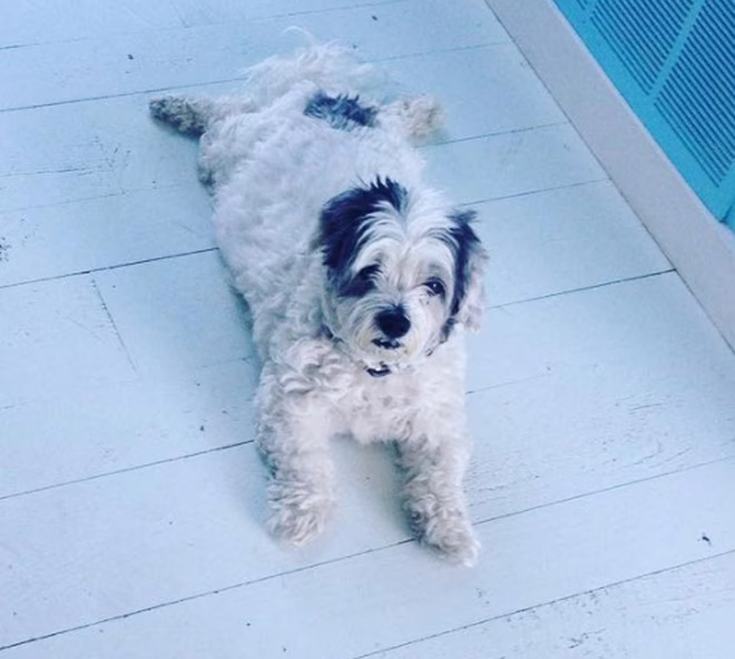 Kicsi Splooter