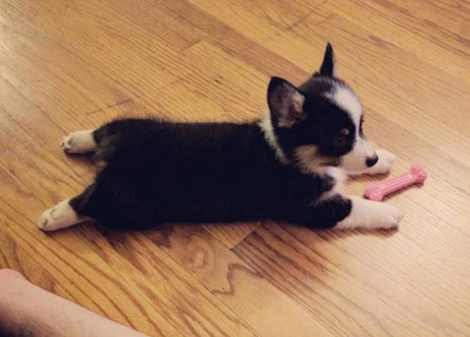 Kölyök Sploot