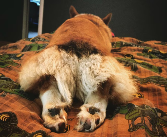 Az a bolyhos fenekű Sploot