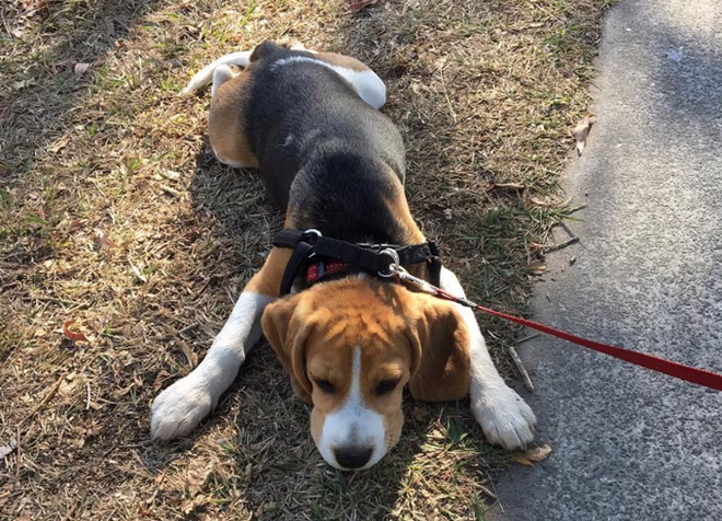 Beagle Sploot