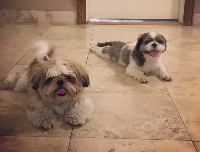 Dupla Sploot