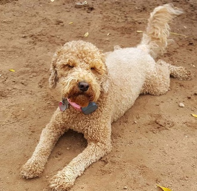 Doodle Sploot