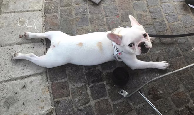 Splooting bárhol lehet csinálni