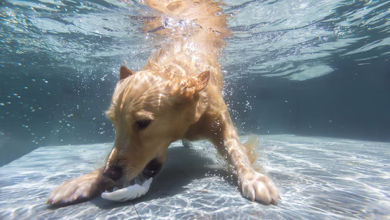 Können Hunde die Luft anhalten?