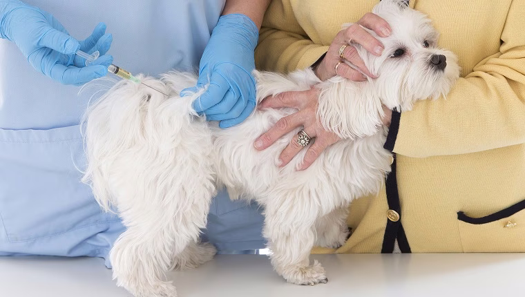 Triamcinolonacetonid für Hunde: Anwendung, Dosierung und Nebenwirkungen