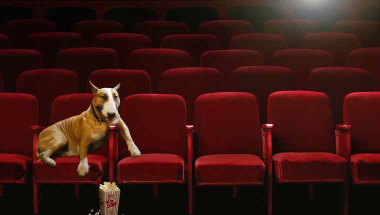8 Traurige, aber großartige Hundefilme, die Sie zum Weinen bringen