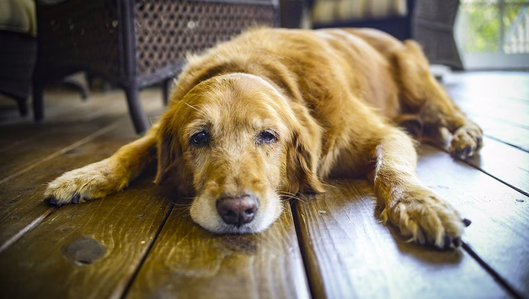 ‚Kann ich meinem Hund Aleve geben?‘ Hier ist die Antwort: NEIN!
