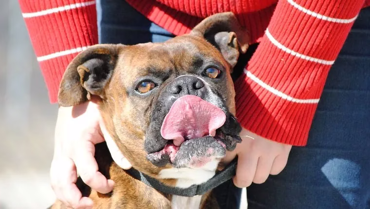 Geschwollene Lymphknoten bei Hunden: Symptome, Ursachen & Behandlungen