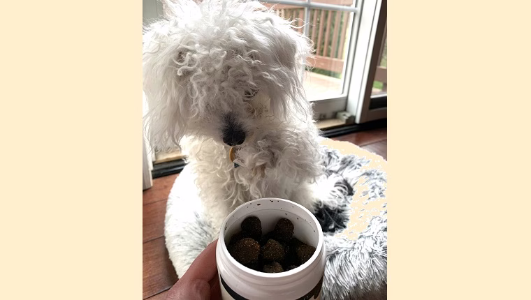 Bewertung: Beeindruckt Petlab Co.Leia, den Maltipoo, von seiner Produktpalette?