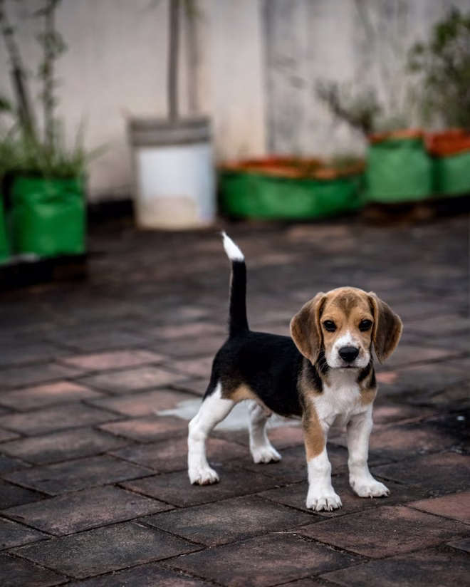 Beagle-Welpe steht auf der Terrasse