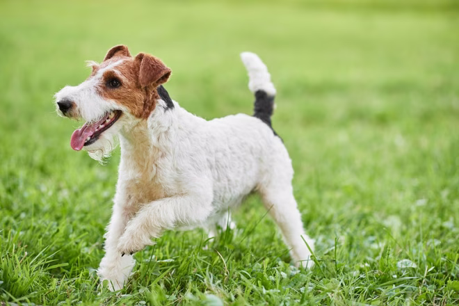 Glücklicher und aktiver Foxterrier-Welpe, der im Park im Gras läuft.