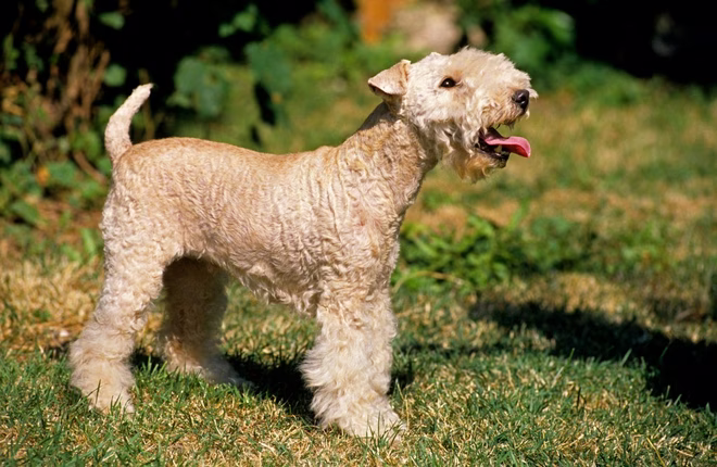Ein gesunder Lakeland Terrier Hund, der auf dem Gras steht.