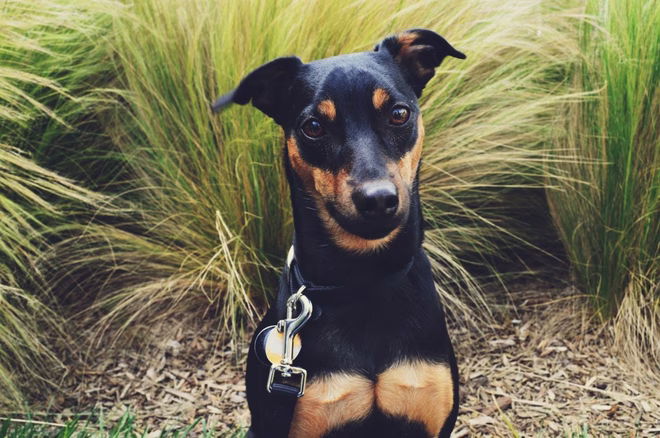Ein gesunder, kräftiger Manchester Terrier Hund, der im Freien neugierig und aufmerksam ist.