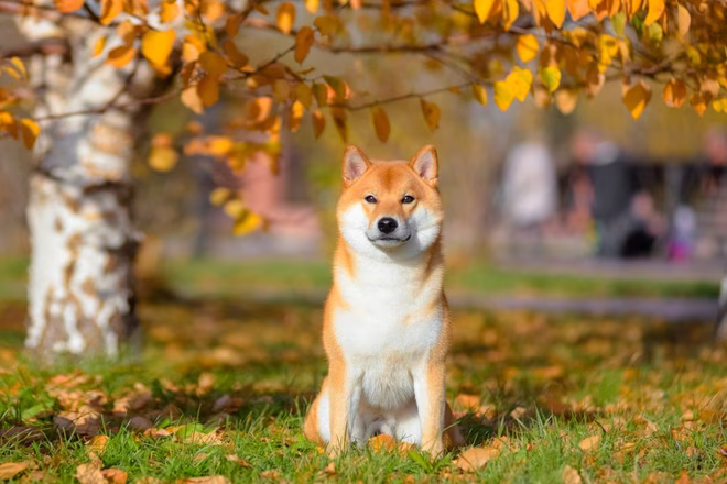 Porträt eines Hundes der Rasse Shiba Inu im herbstlichen Park.