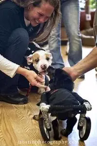 Back in Black Adoptable Dog of the Day: 30. Mai 2012