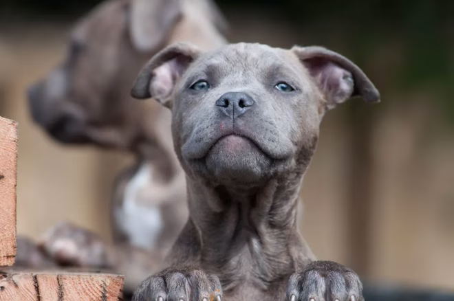 Dunkel gefärbter Pit Bull Welpe Nahaufnahme