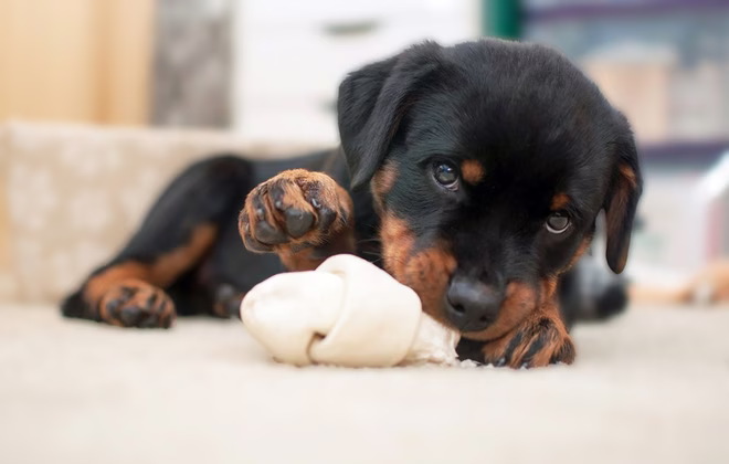 Rottweiler kaut Knochen