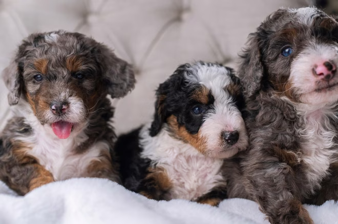 Drei süße kleine Bernedoodle-Welpen.