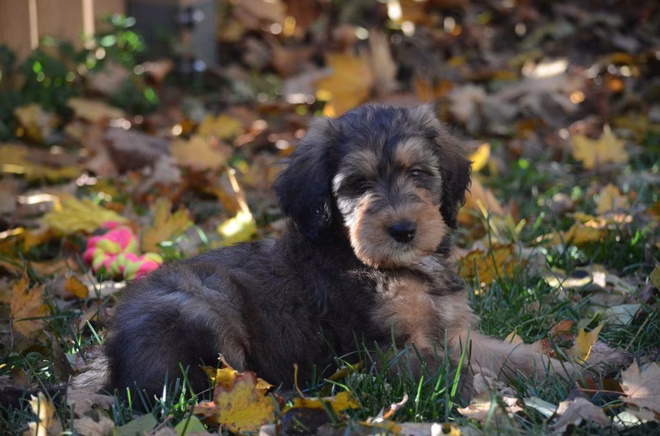 Bernedoodle Welpe im Laub.