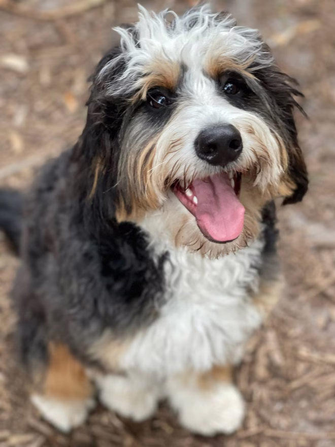 Liebenswerter Bernedoodle Welpe.