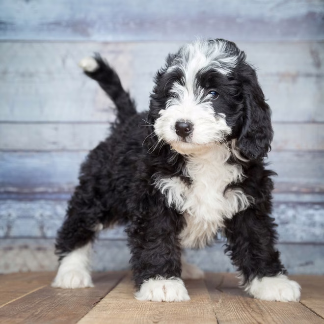 Ein schwarzer und weißer Bernedoodle Welpe.